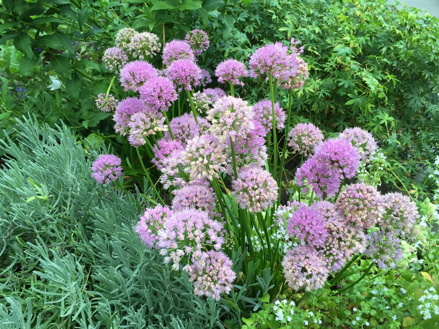 Alium