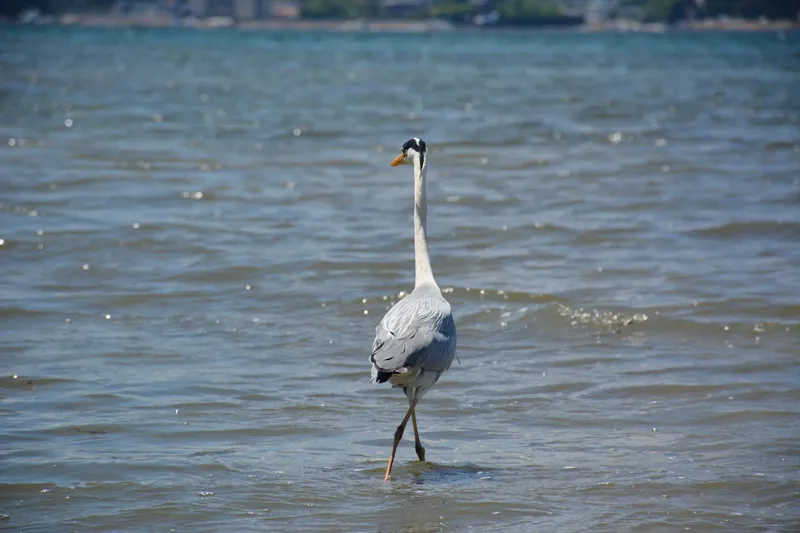 Wild Crane near Itsukushima Shrine