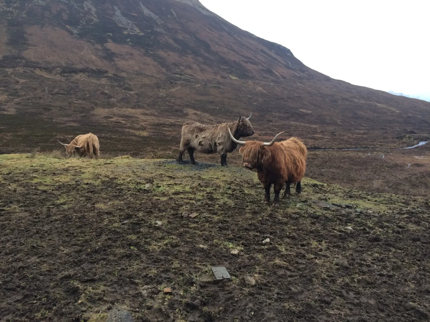 Heilan coo, Isle of Skye