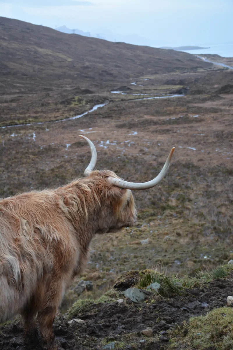 Pensive Shaggy Cow, Isle of Skye